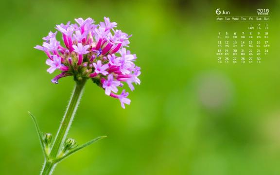 2018年6月紫色花卉唯美日历