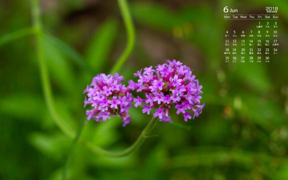 2018年6月紫色花卉唯美日历