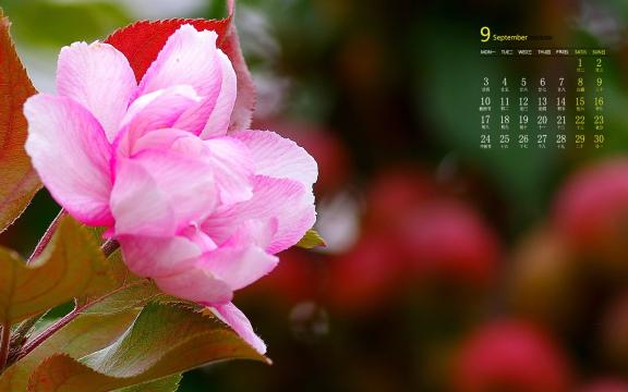 2018年9月适合家庭养殖的花卉图片日历