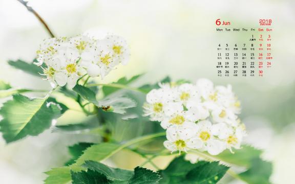 2018年6月小清新唯美花草图片日历