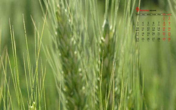 2018年9月绿色麦田唯美风光日历