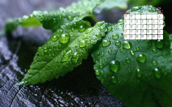 2018年12月唯美小清新绿植日历