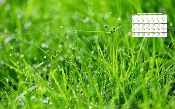 2018年12月唯美小清新绿植日历