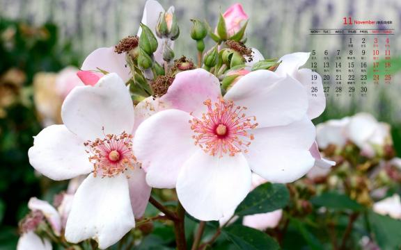 2018年11月朴素淡雅的白花日历