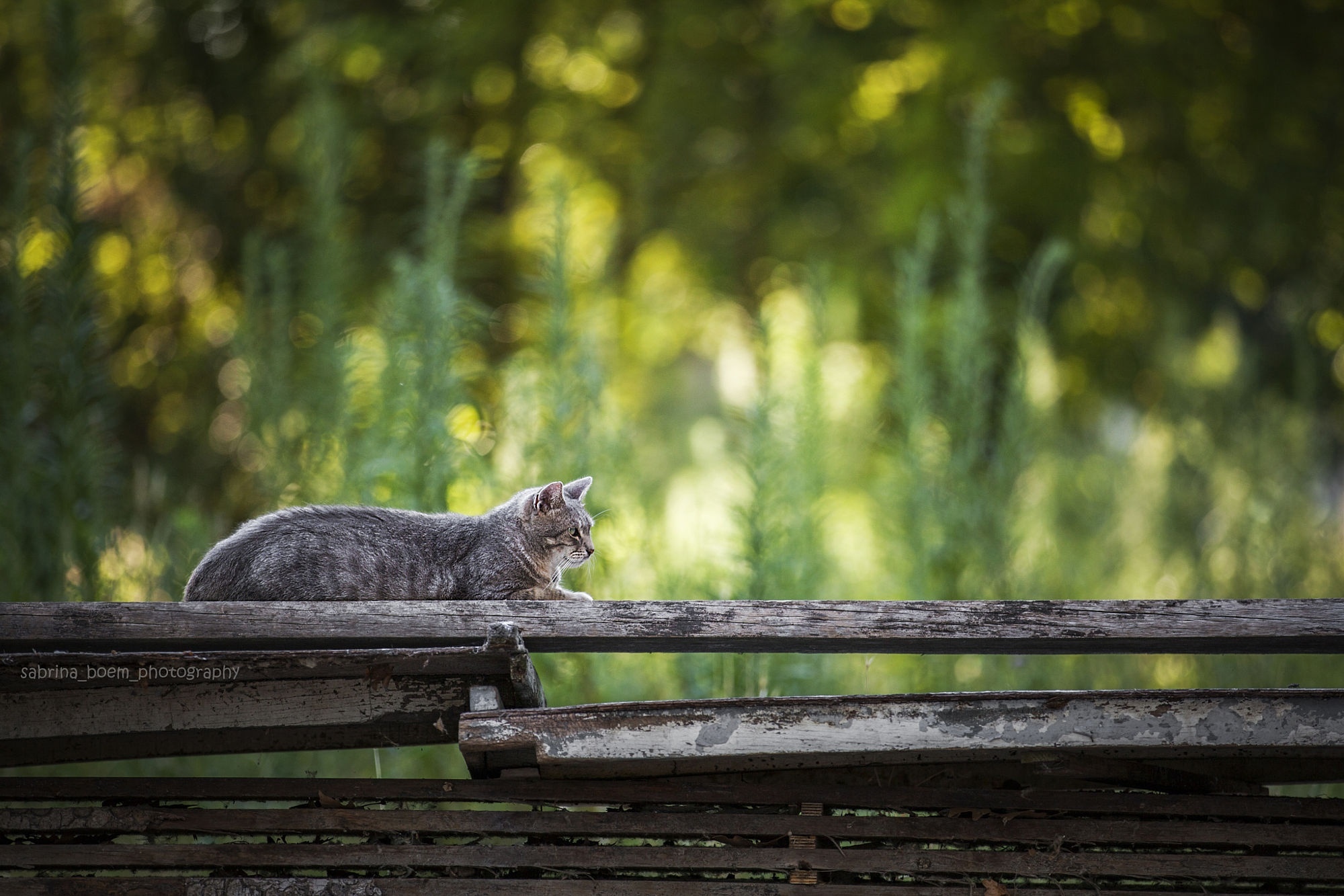 虎斑猫