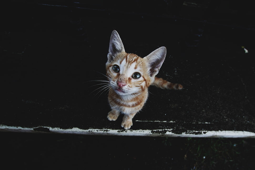 聪明伶俐棕色虎斑猫