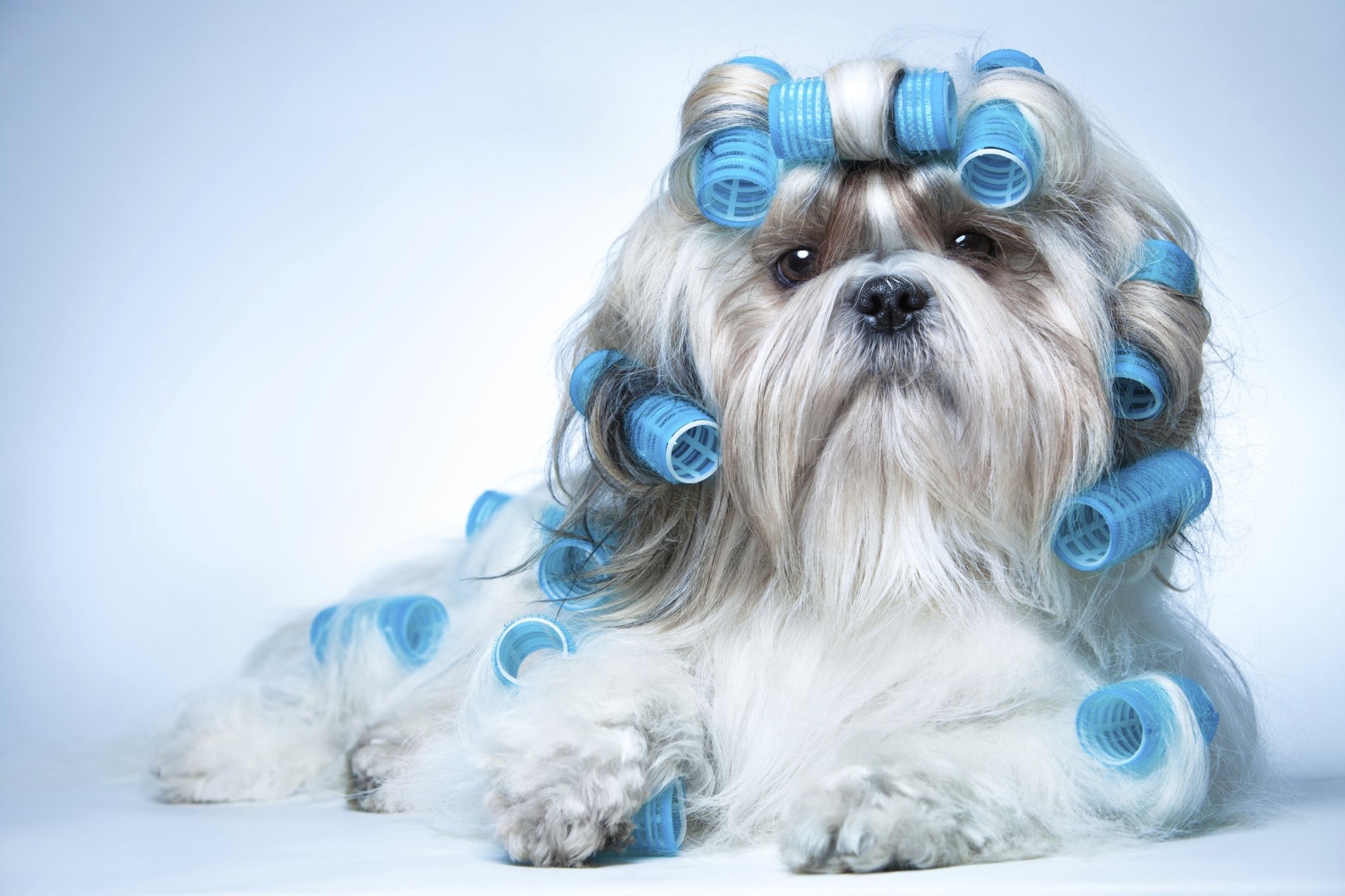 卷发西施犬