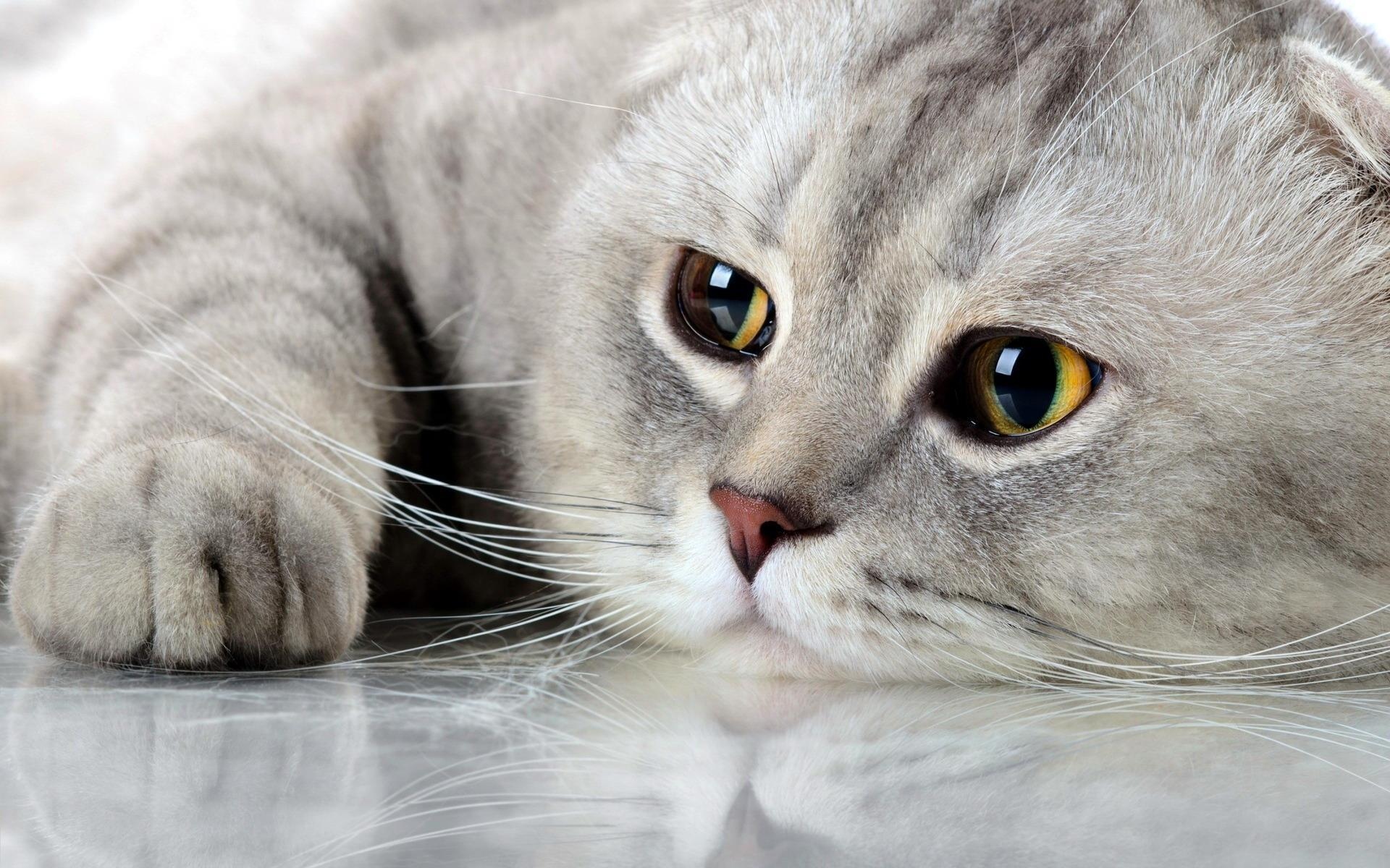 痛苦的苏格兰折耳猫