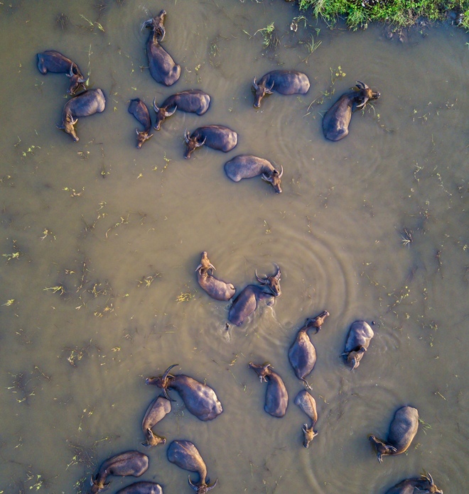 水牛下水沐浴