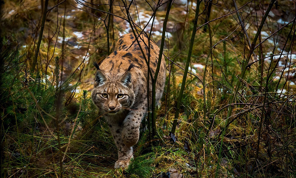 猞猁之眼