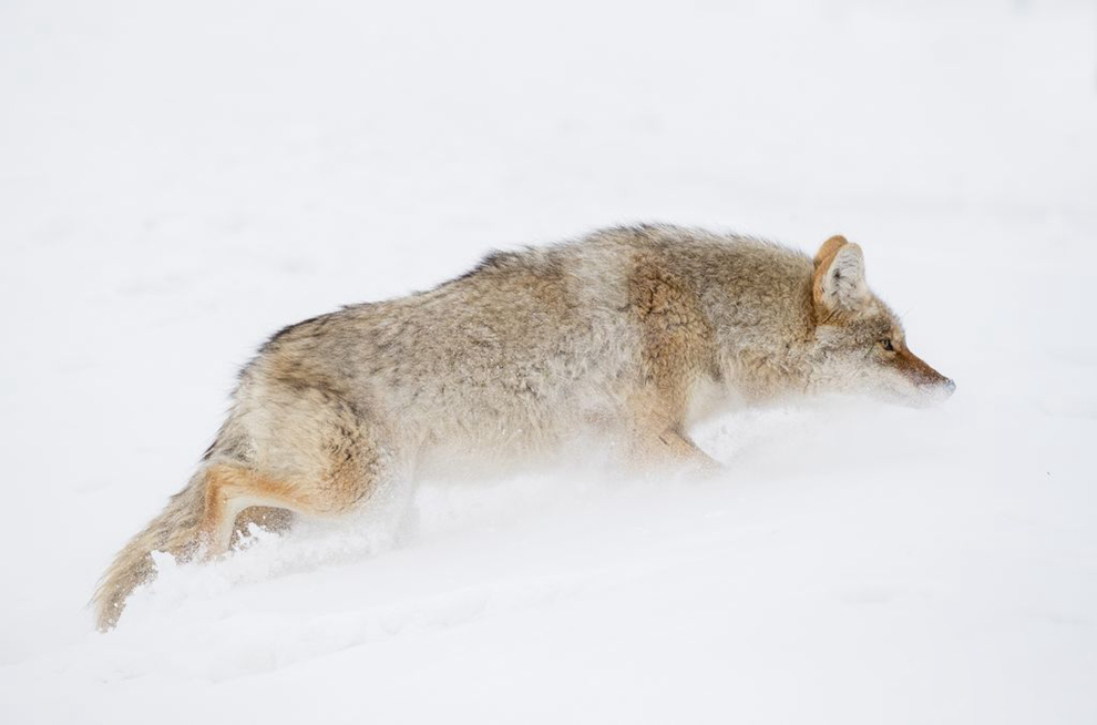 雪影猎手