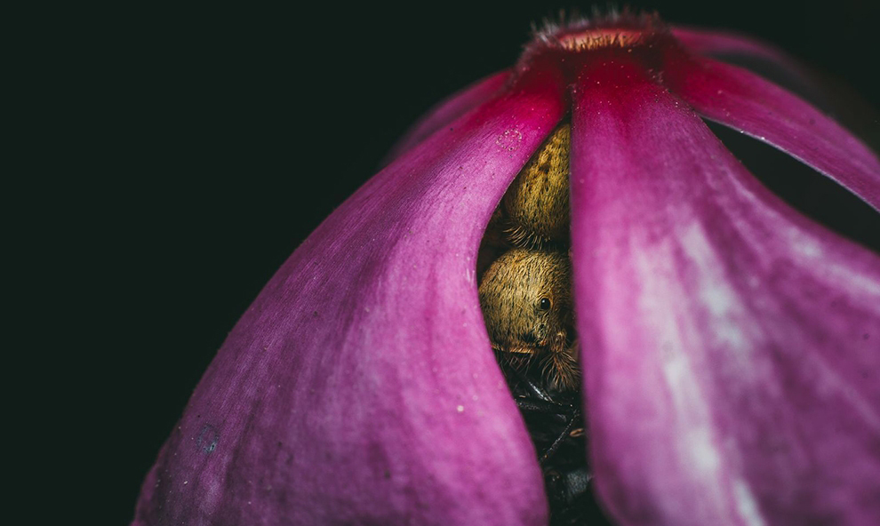 花中猎手
