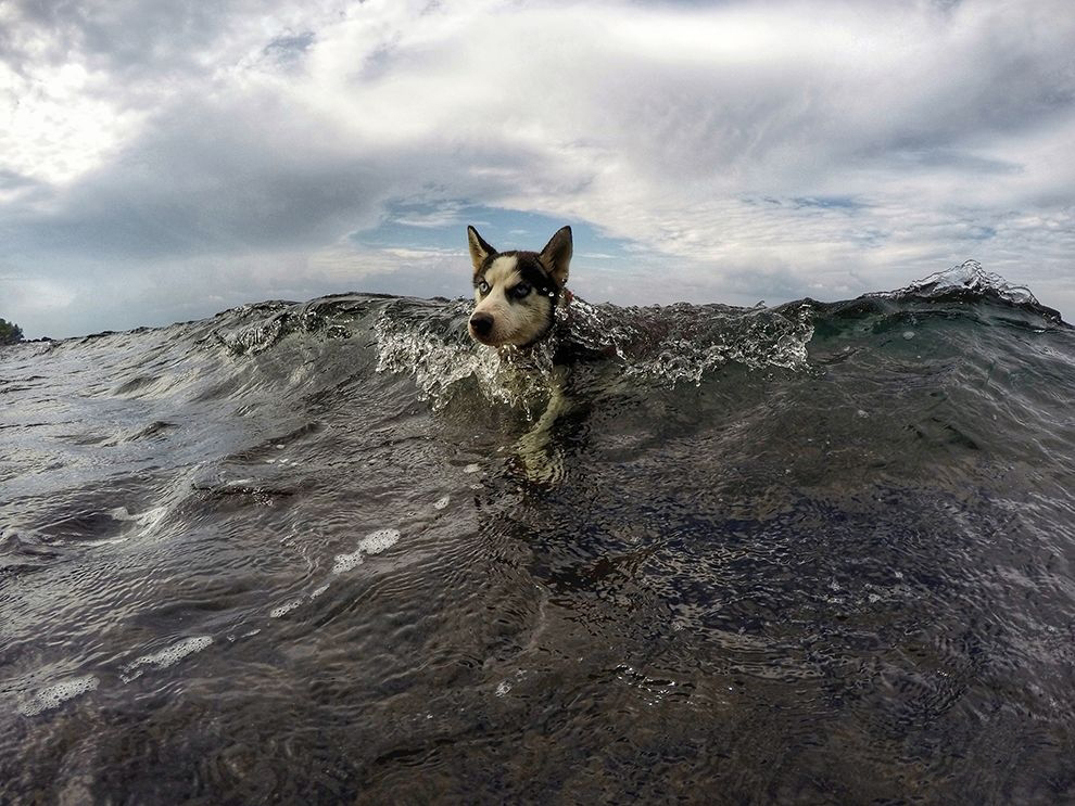海狗