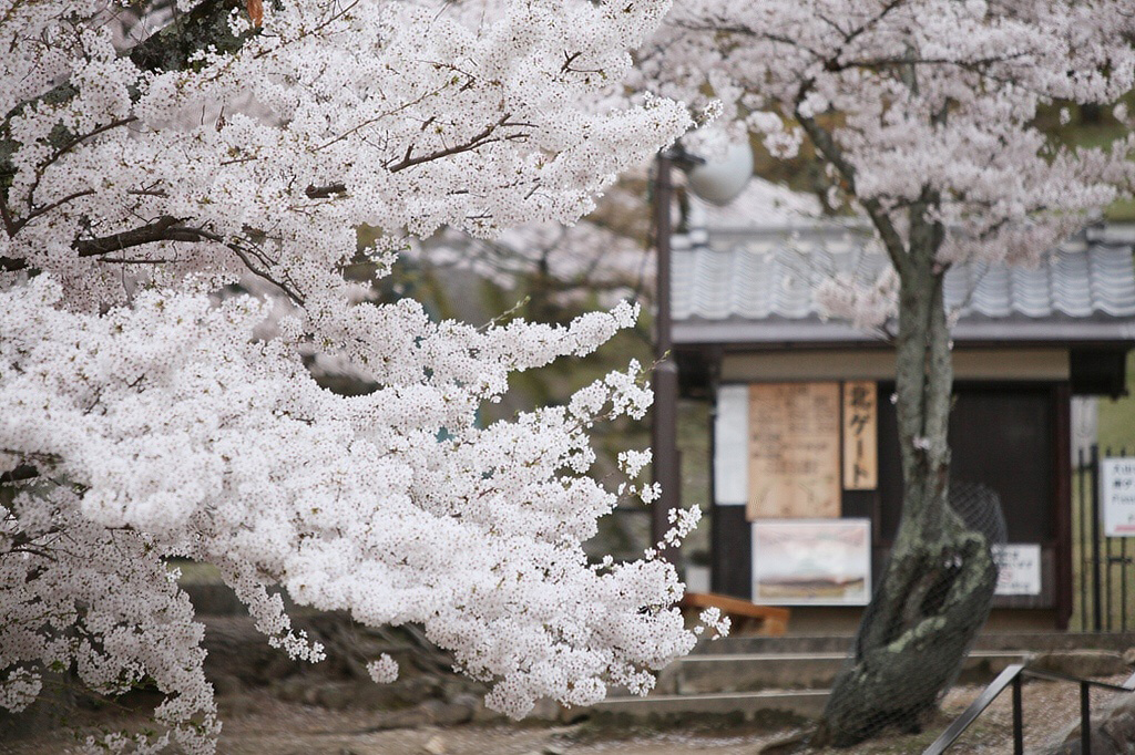 如雪樱花