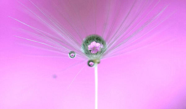 水滴之花