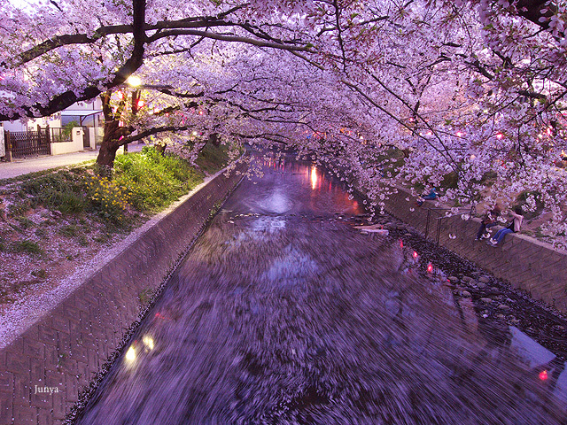 樱花路