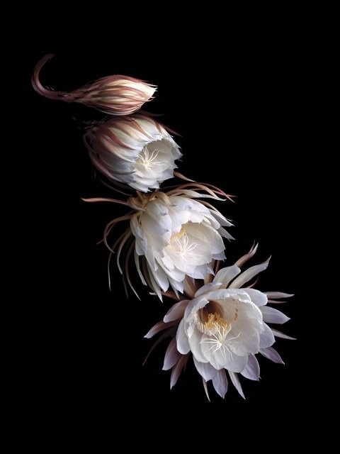 昙花的美