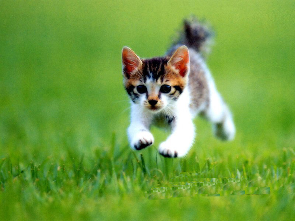 跑步中的小猫