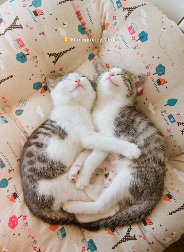 相亲相爱两萌猫