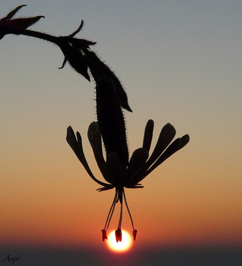 花的剪影