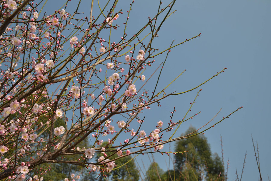 梅花颂