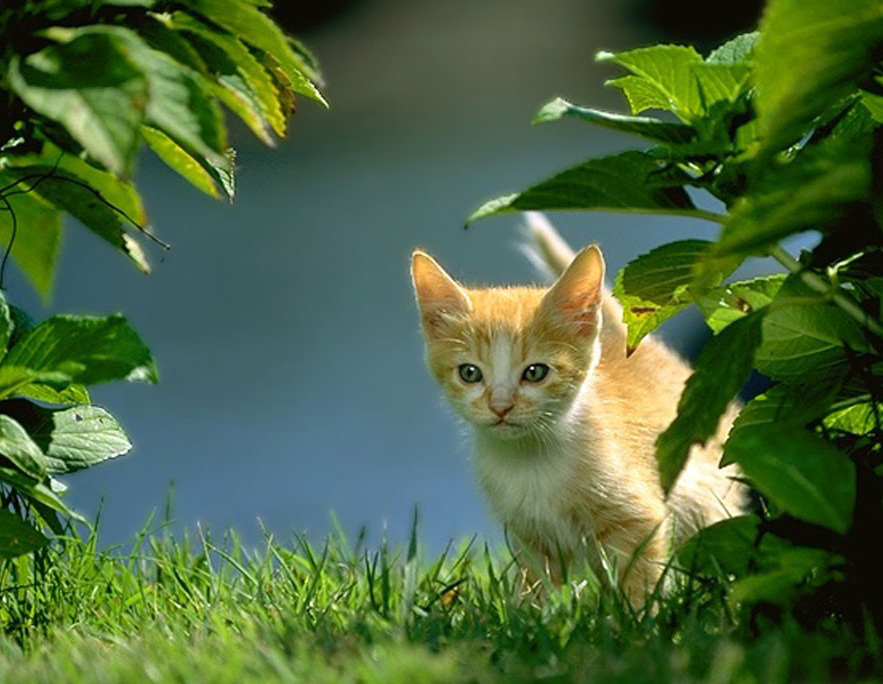 丛林里的小猫