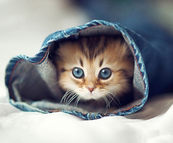 裤管里的小猫