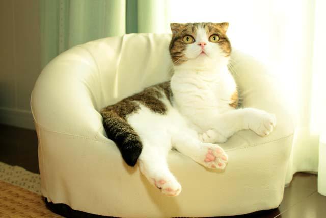 沙发上的猫