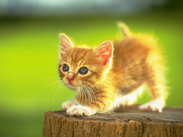 勇敢的小猫