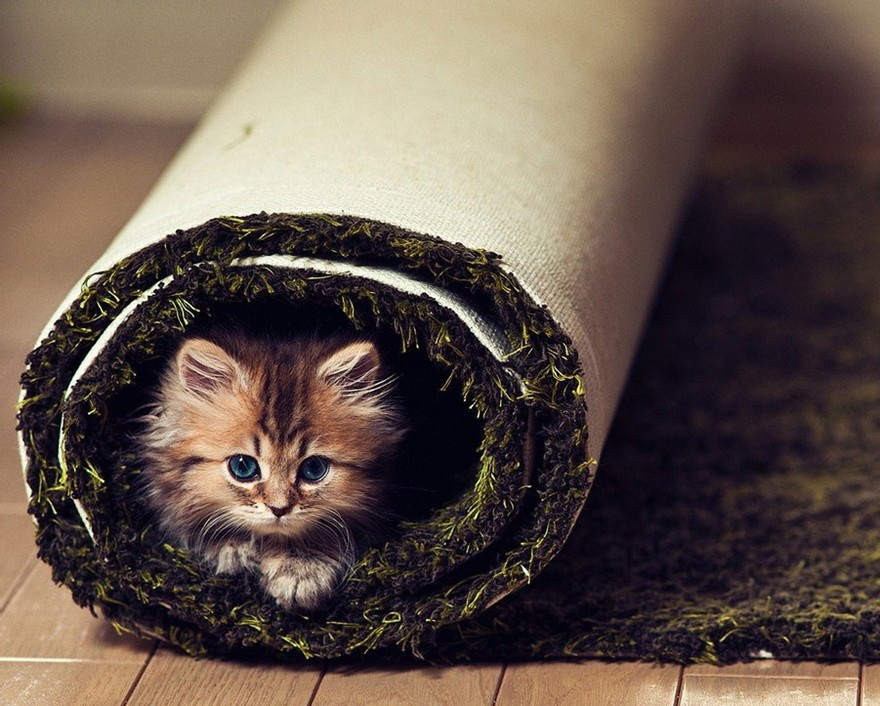 地毯里的猫