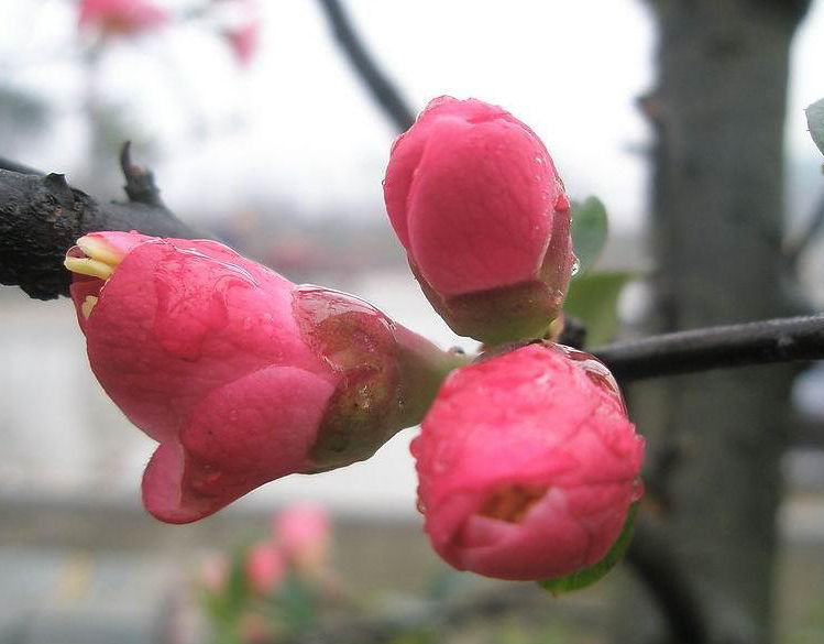 花苞海棠