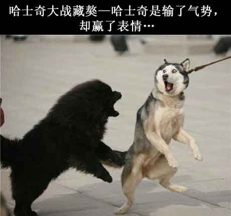赢了表情