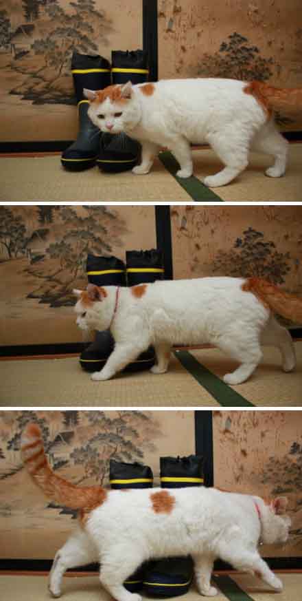 守护鞋子