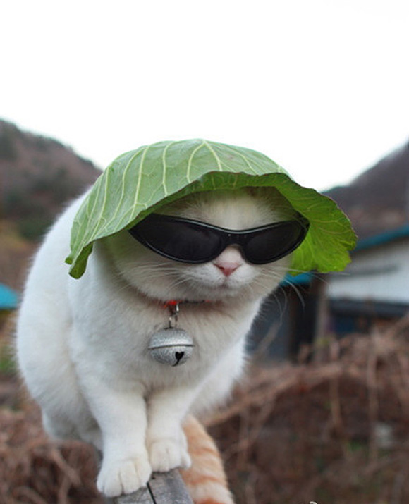 猫叔伪装