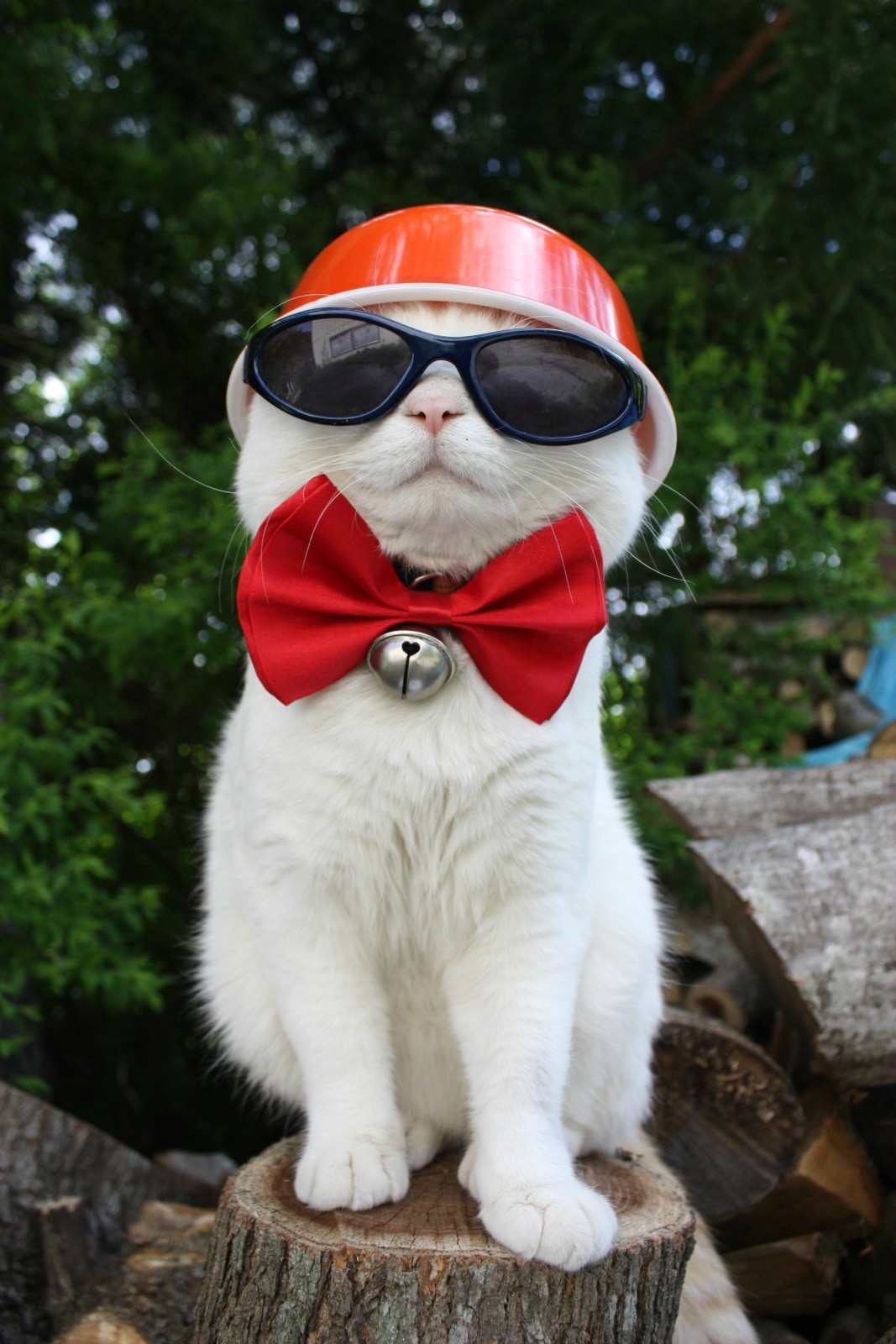 扮酷的猫叔