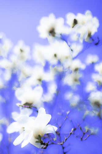 萌动