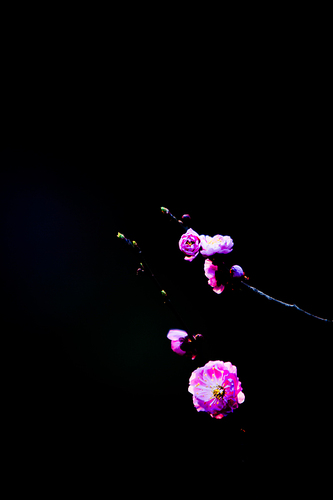 花开几度