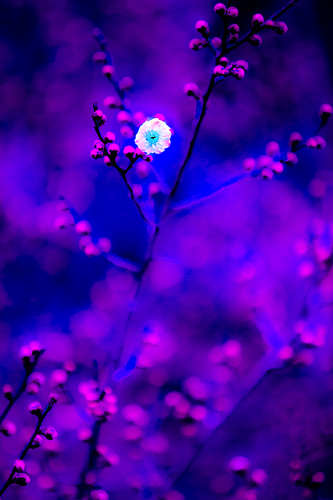 梅花的妖娆