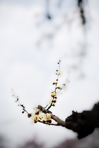花开的前奏