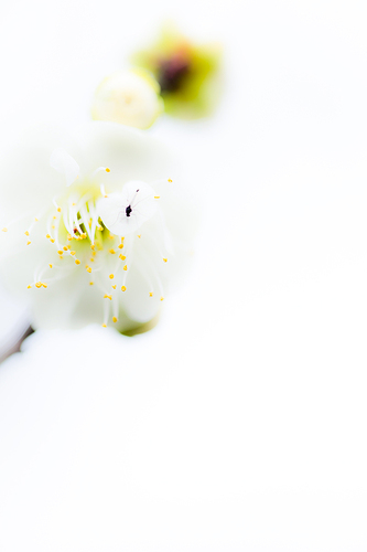 绽放的白梅花