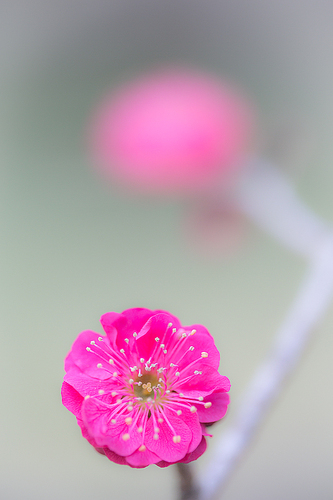 粉色梅花开