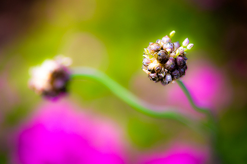 春的花蕾