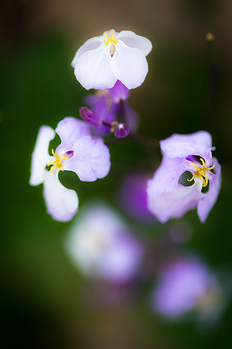 紫色小白花