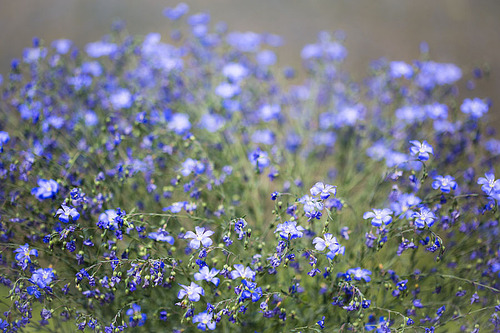 清新小紫花