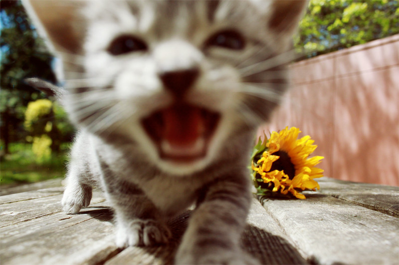 萌萌小奶猫
