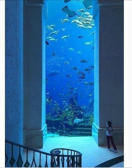 迪拜的水族馆