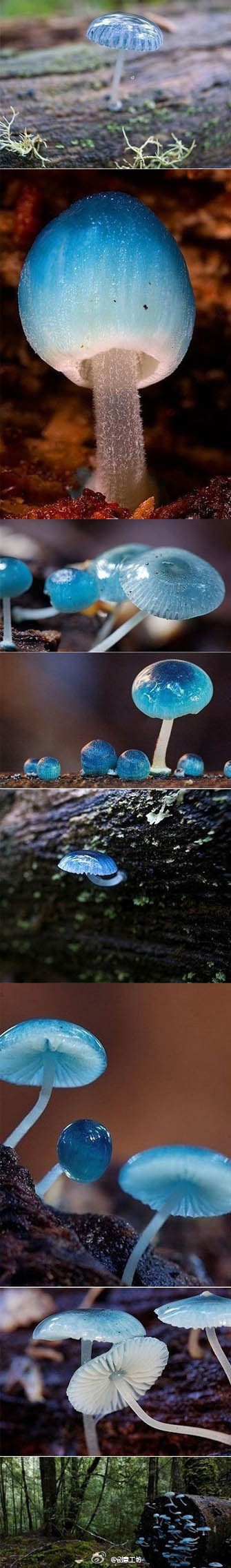 炫蓝蘑菇