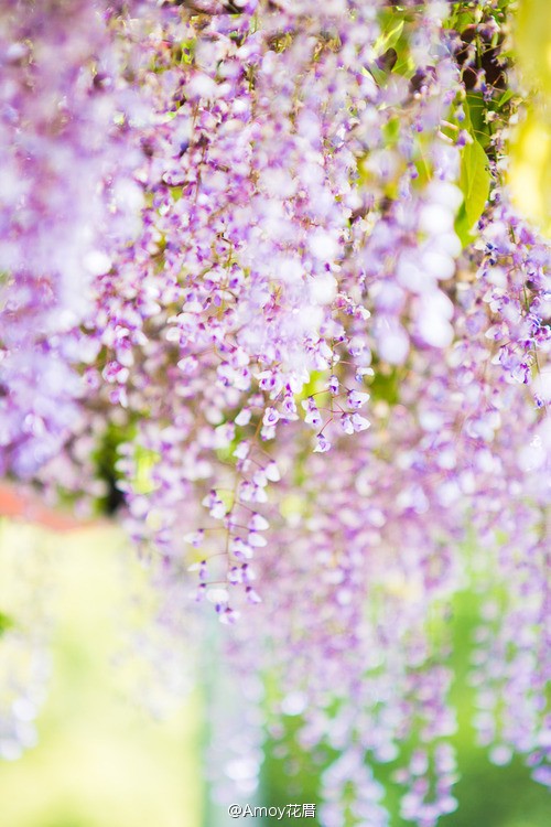 紫藤花