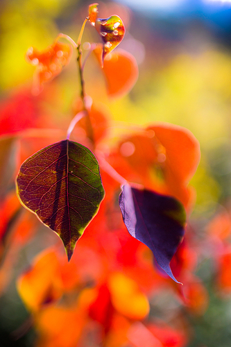 季节红了