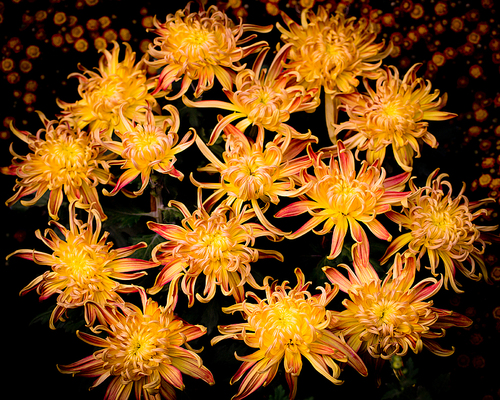 菊花组合